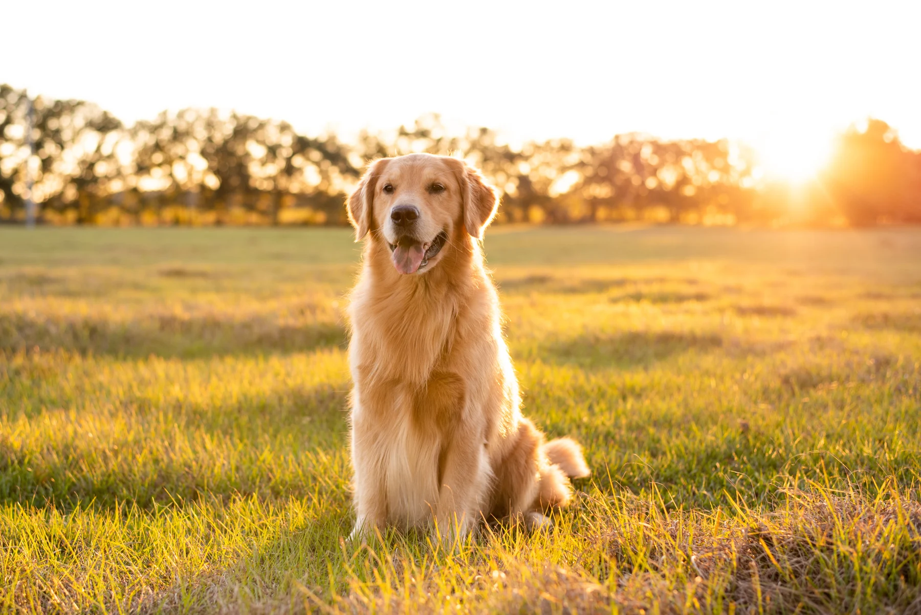 Golden retriever sitting in a grassy field at sunset