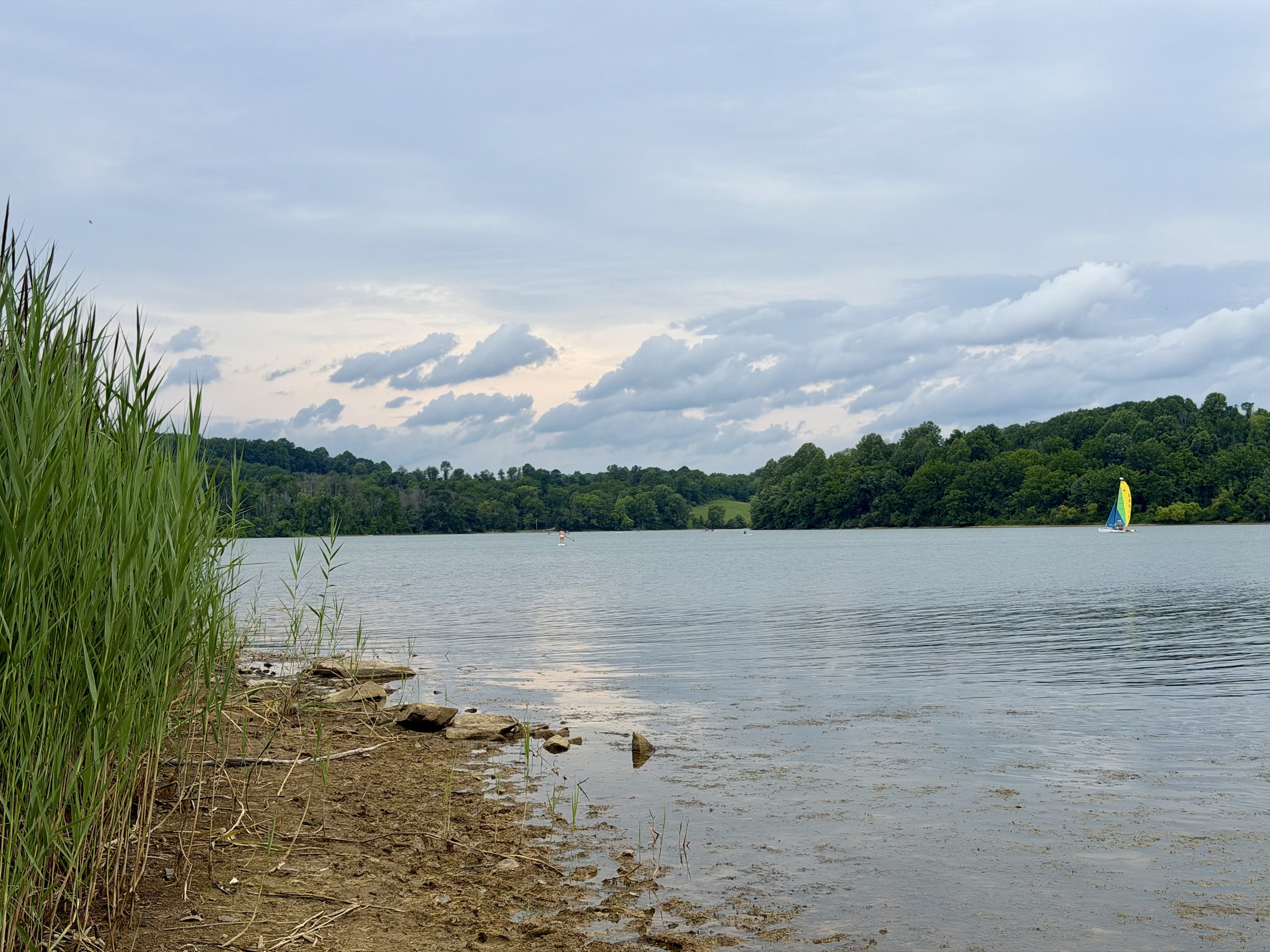 Lake with shoreline reeds and a sailboat in Downingtown, Pennsylvania