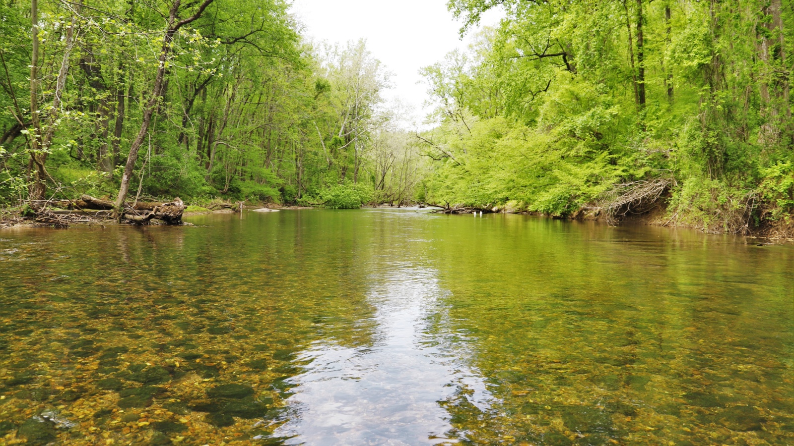 Tree-lined stream in Windsor Mill, Maryland