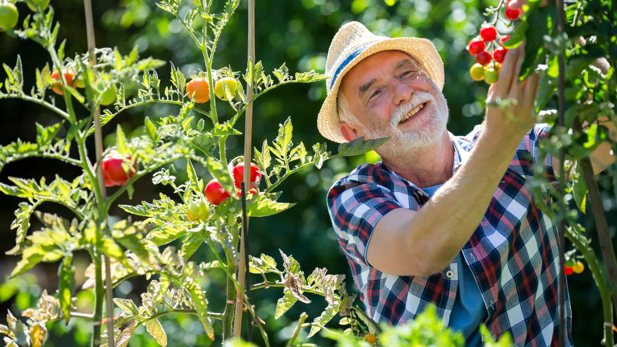 Older man tending tomato plants in his garden
