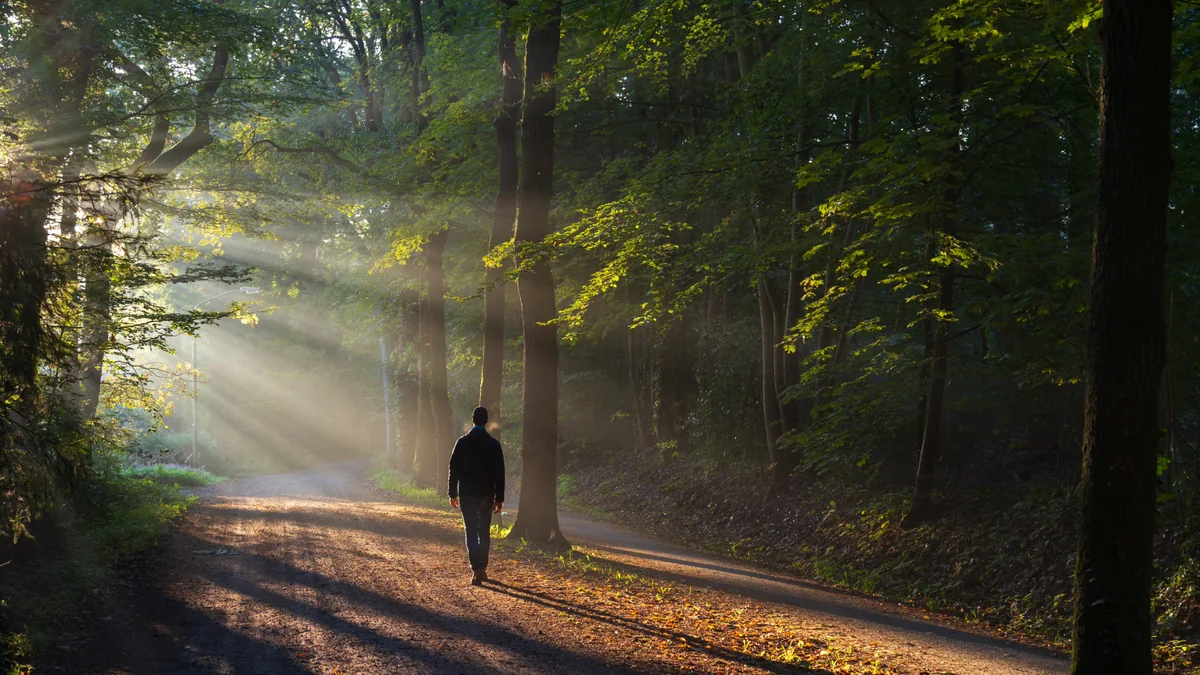 Person walking along a sunlit woodland path